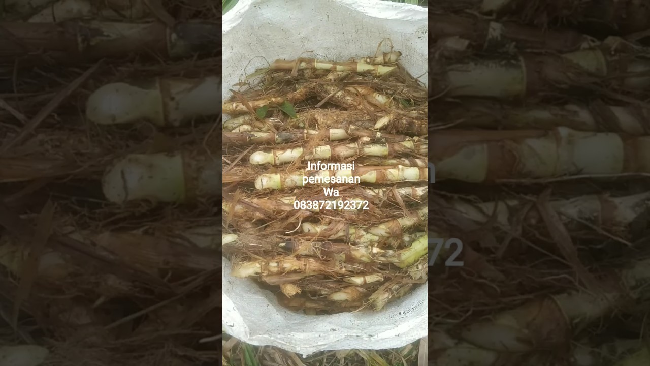 pengambilan bibit rumput odot super