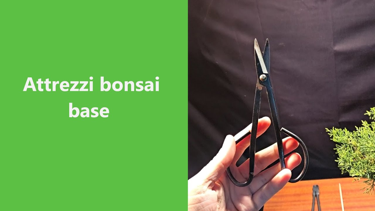 Attrezzi bonsai. Quali sono i pi&ugrave; utili per cominciare?