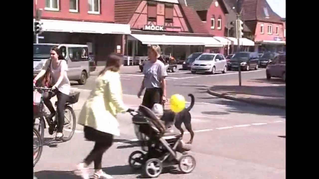 BVZ-Hundetrainer Hundeführerschein