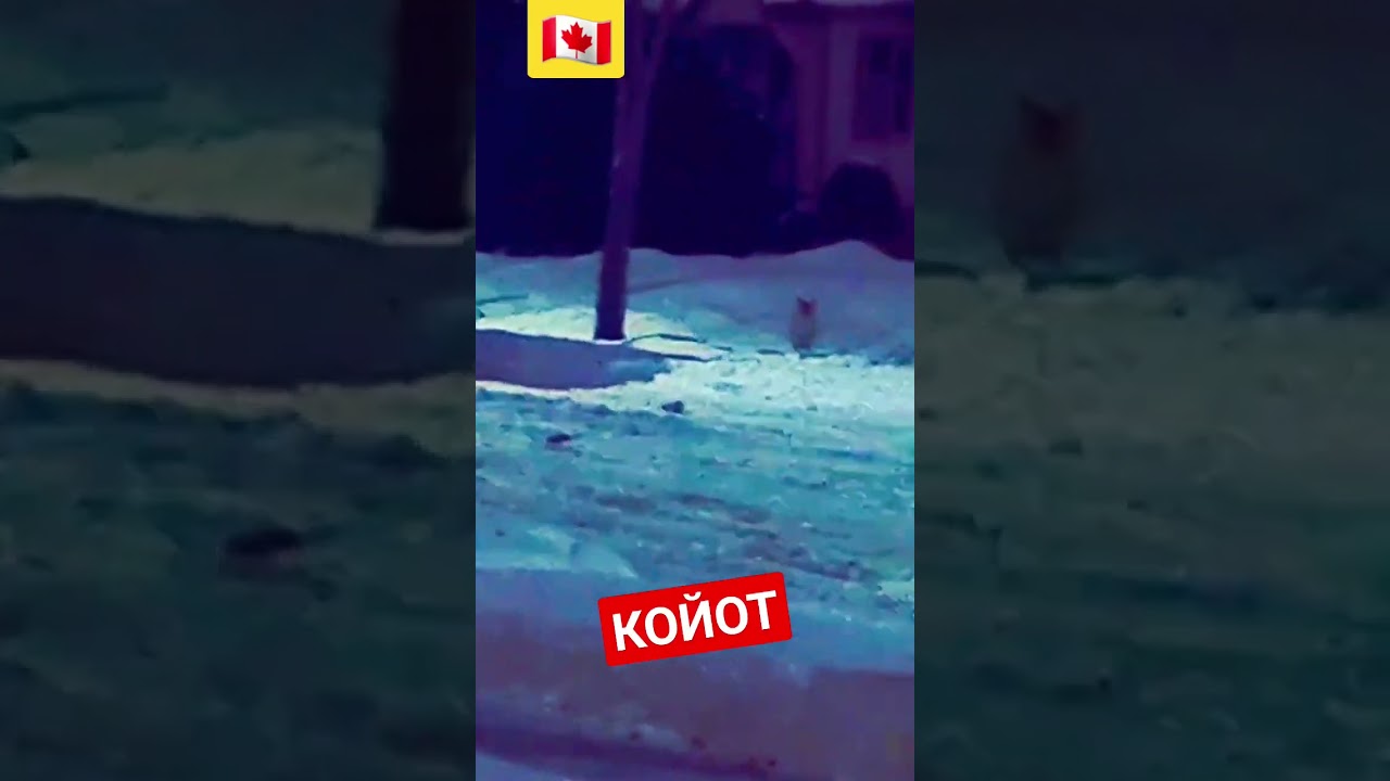 🇨🇦КОЙОТ 