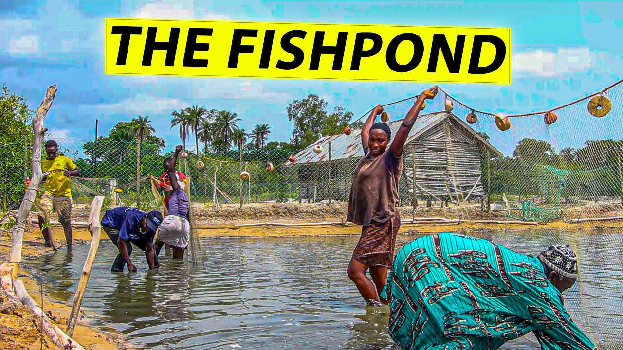 🇬🇲 Lady Harvesting 🐟 🐠 Fish 🐟 .