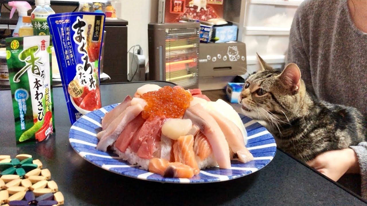 超メガ盛り海鮮丼の香りに耐えられずイタズラが止まらない猫ｗ