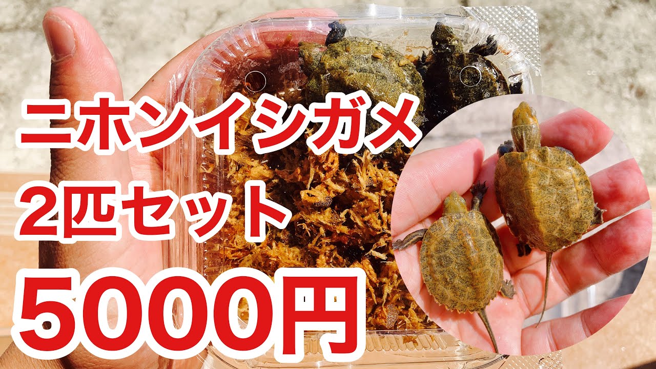 綺麗なイシガメベビー2匹セットをお得に購入しました！