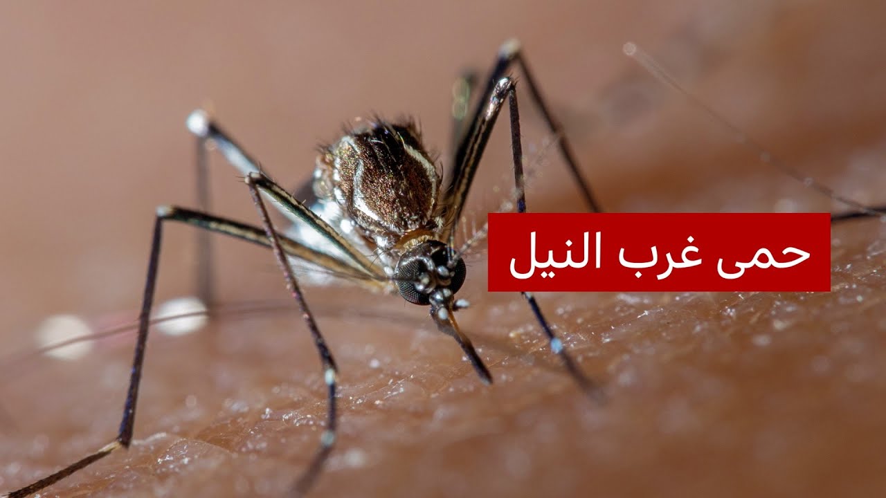 ماذا نعرف عن حمى غرب النيل؟ وكيف يمكن الوقاية منه؟ | بي بي سي نيوز عربي