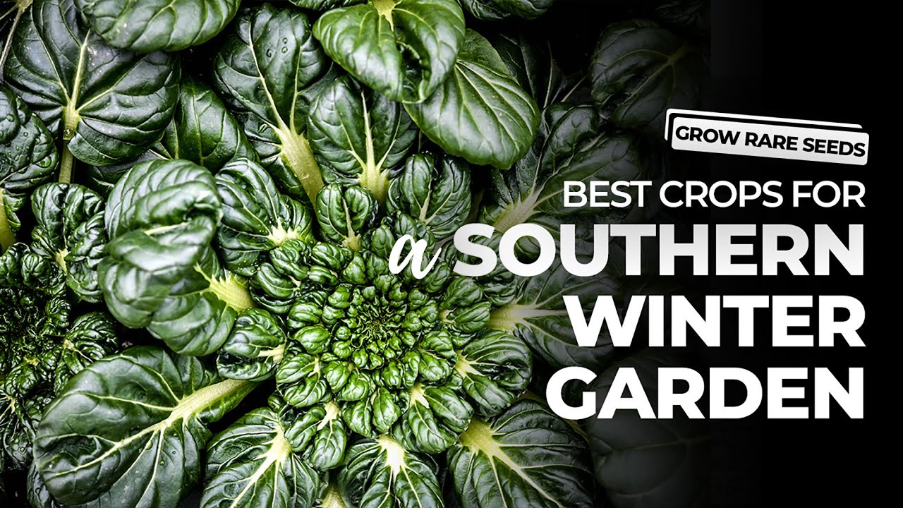GROW RARE SEEDS | The Best Crops For a Southern Winter Garden