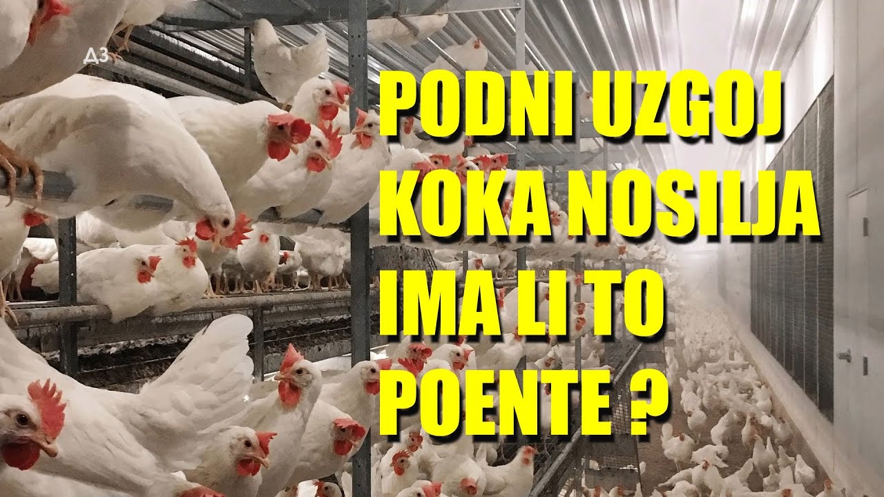 PODNI SISTEM UZGOJA KOKOŠAKA  - da li će uskoro da POSTANE obavezan   A IMA LI TO POENTE za ŽIVINARE