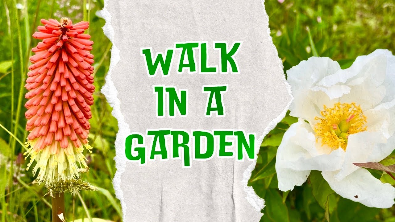 Walk in a Garden ASMR | June 14, 2025