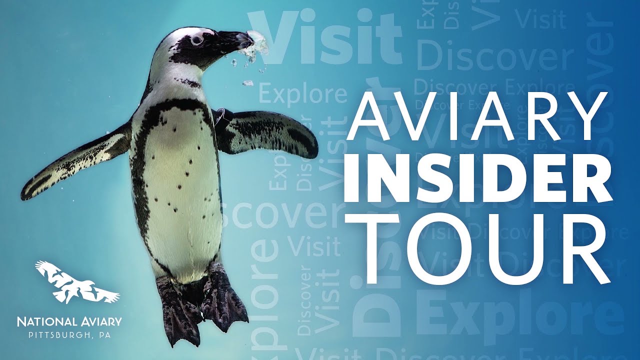 Aviary Insider Tour Sneak Peek