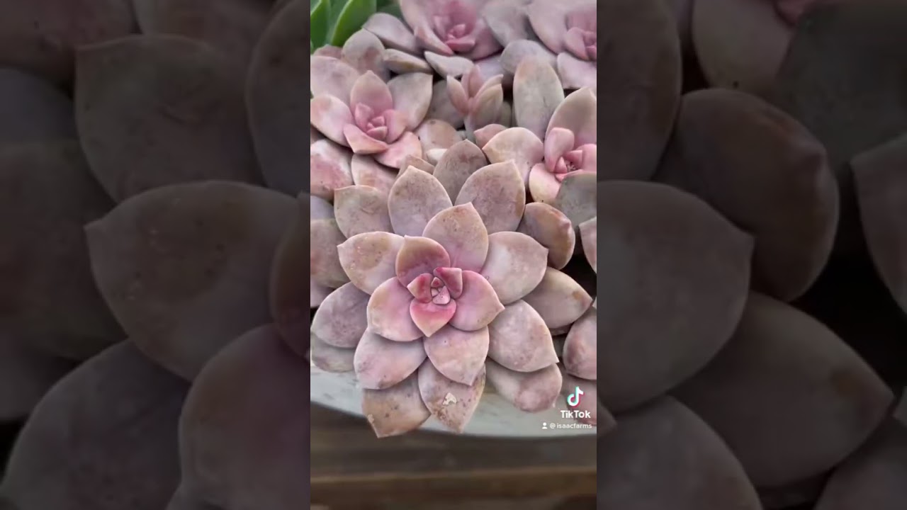 Giant Succulent Arrangement in Large Bowl