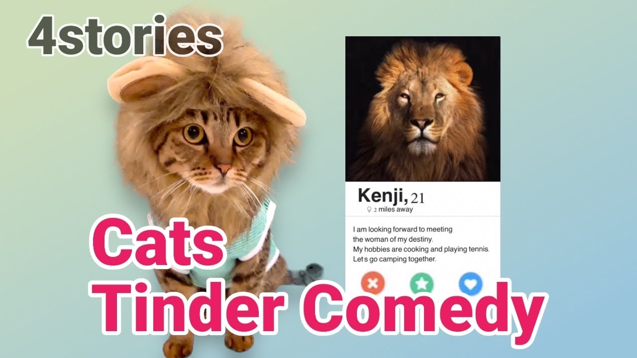 Funny Cats Comedy😹Cat fakes Tinder profile  4Stories 💕