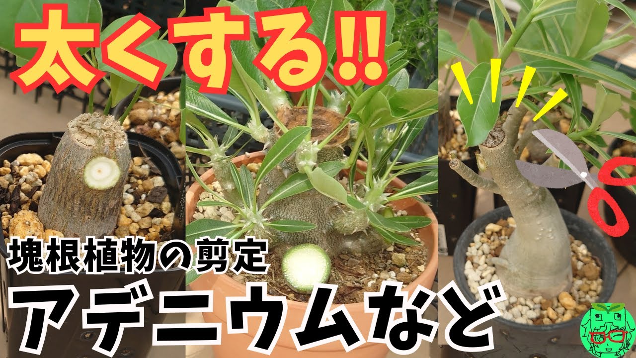 【塊根植物やアデニウムを太くする‼】塊根植物アデニウム・パキポディウムの剪定　ホームセンター購入のデンシフローラム・ボンバックス　強剪定　同切り　vlog　Adenium arabicum　タコ足