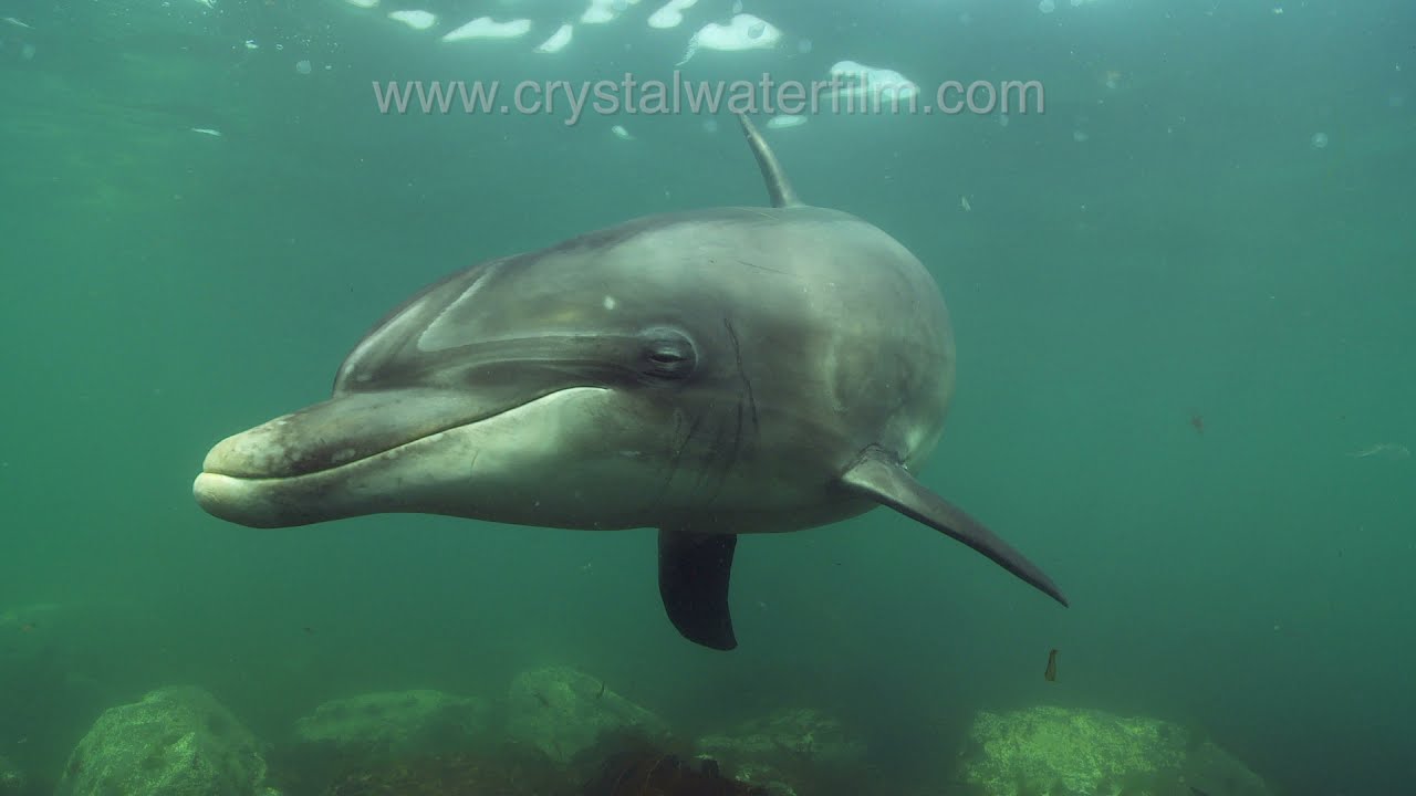 The Truth About Dusty, the Friendly Dolphin on the Irish Coast