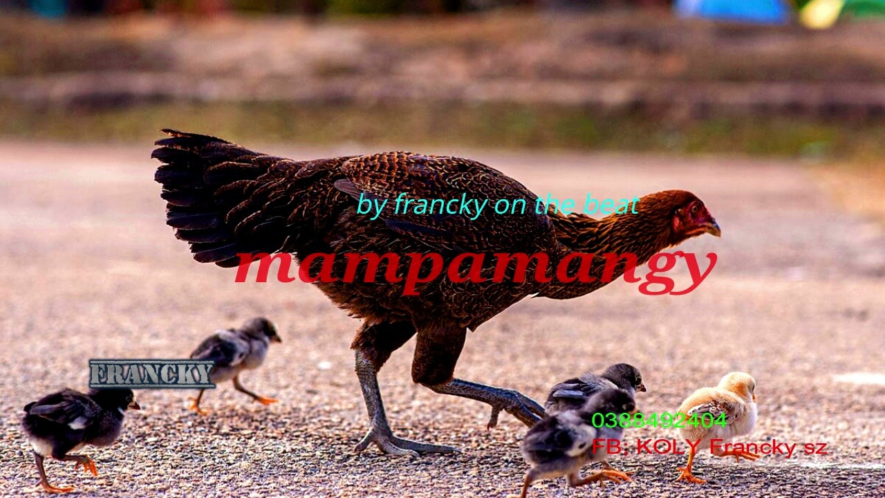 Instrumentale afropop x gasy x afrobeat x melodie reggae mampamangy by francky on the beat 2024 cz .