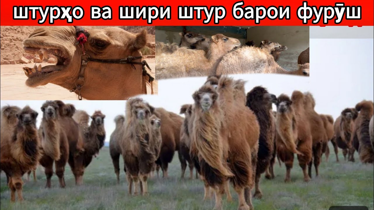 Парвариши штур 🇹🇯