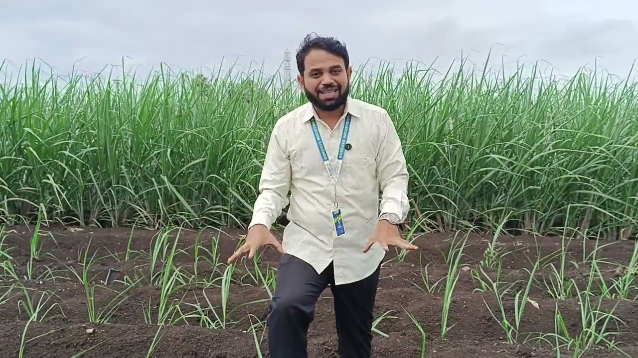 ऊसाला फुटवा होत नाही काय करायचे?#borgave #vastad #mh_09_पॅटर्न #borgave_technology #ऊस #oos 