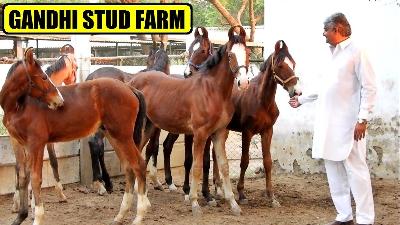 40 MARWARI HORSES at GANDHI STUD FARM || Ahmedabad