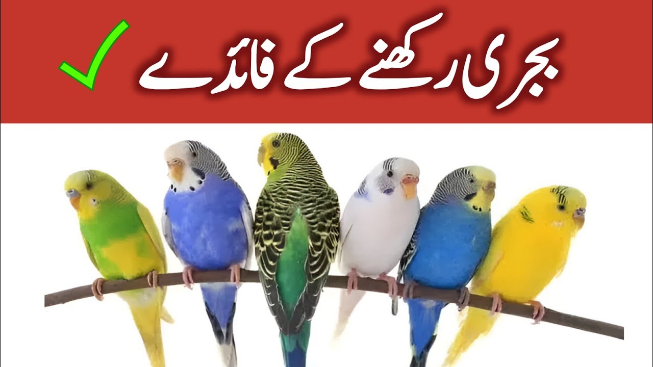 budgies rakhne ke faidae | benefits of budgies breeding business