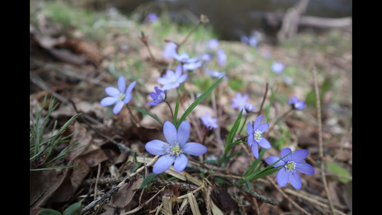 Pavasaris dabā (ar skaņu) | Spring in nature (with audio)