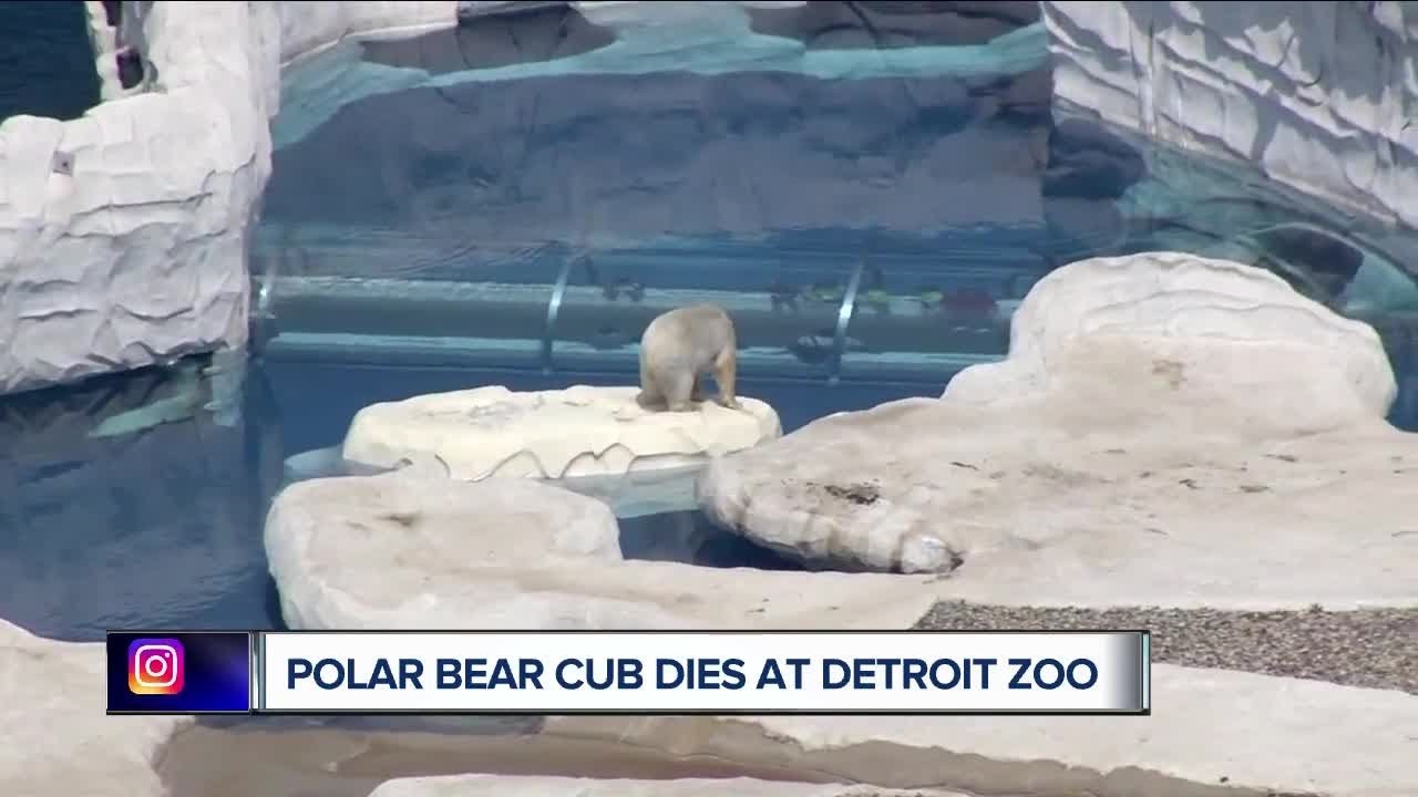 Zoo officials respond after two-day-old polar bear cub dies at Detroit Zoo