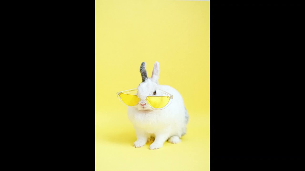 bunny by sofie dossi (sped up)