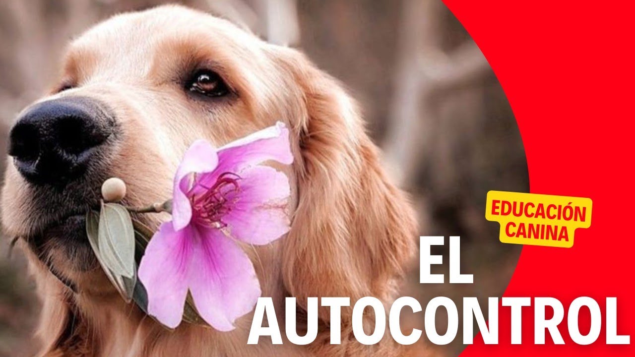 Como enseñar AUTOCONTROL a tu perro