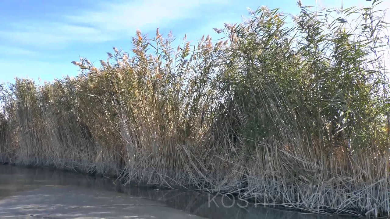 Рыболовный рай в дельте реки Или