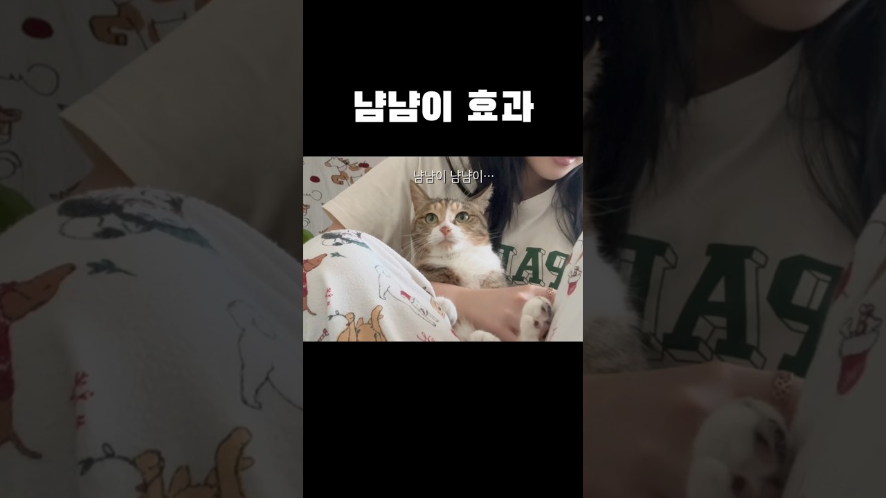 냠냠이는 빡친 고양이도 잠재운다