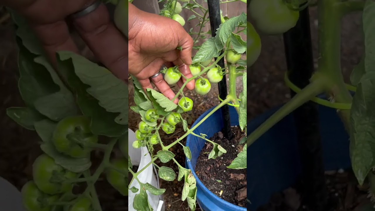 Apple Yellow Tomato prolific in buckets and other plants in containers #garden #containergardening