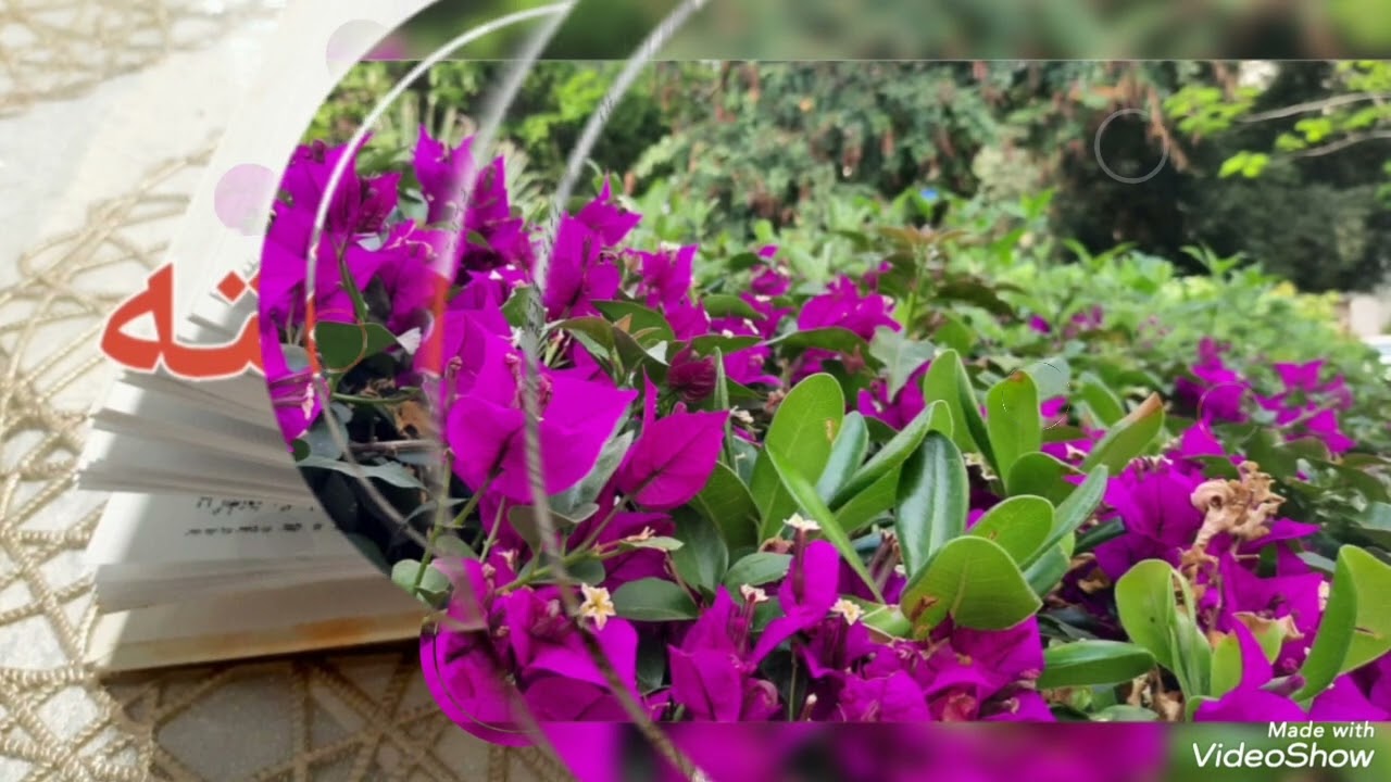پاراشای خوکت