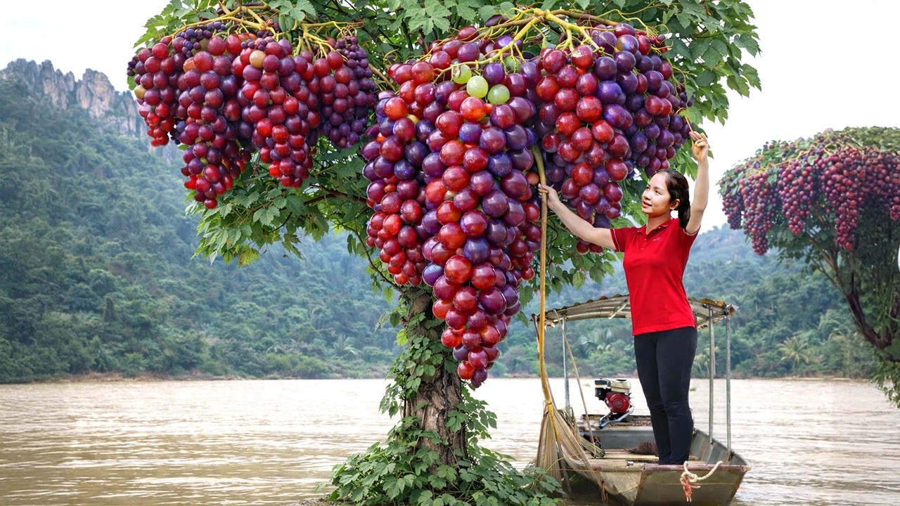 Harvesting 1000+ Giant Ruby Grapes Go To Market Sell In Zagros Mountains, Making Cakes From Fruit