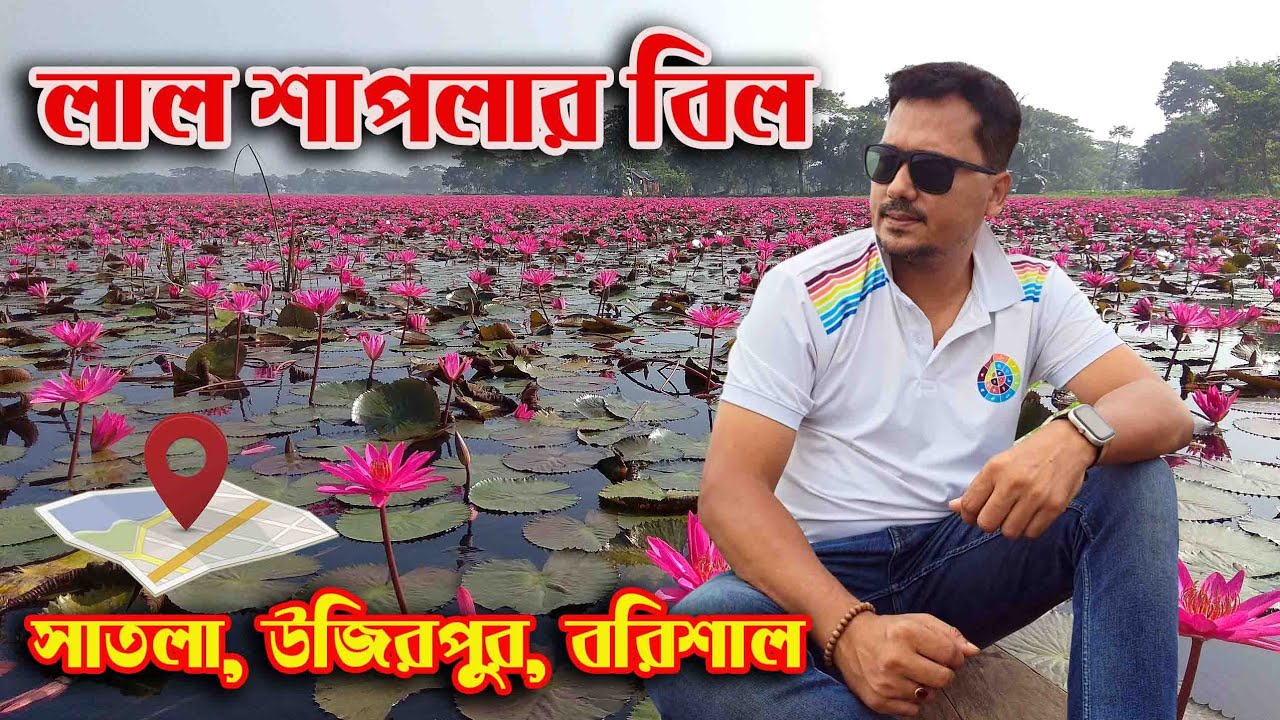 লাল শাপলার বিল সাতলা || উজিরপুর, বরিশাল 