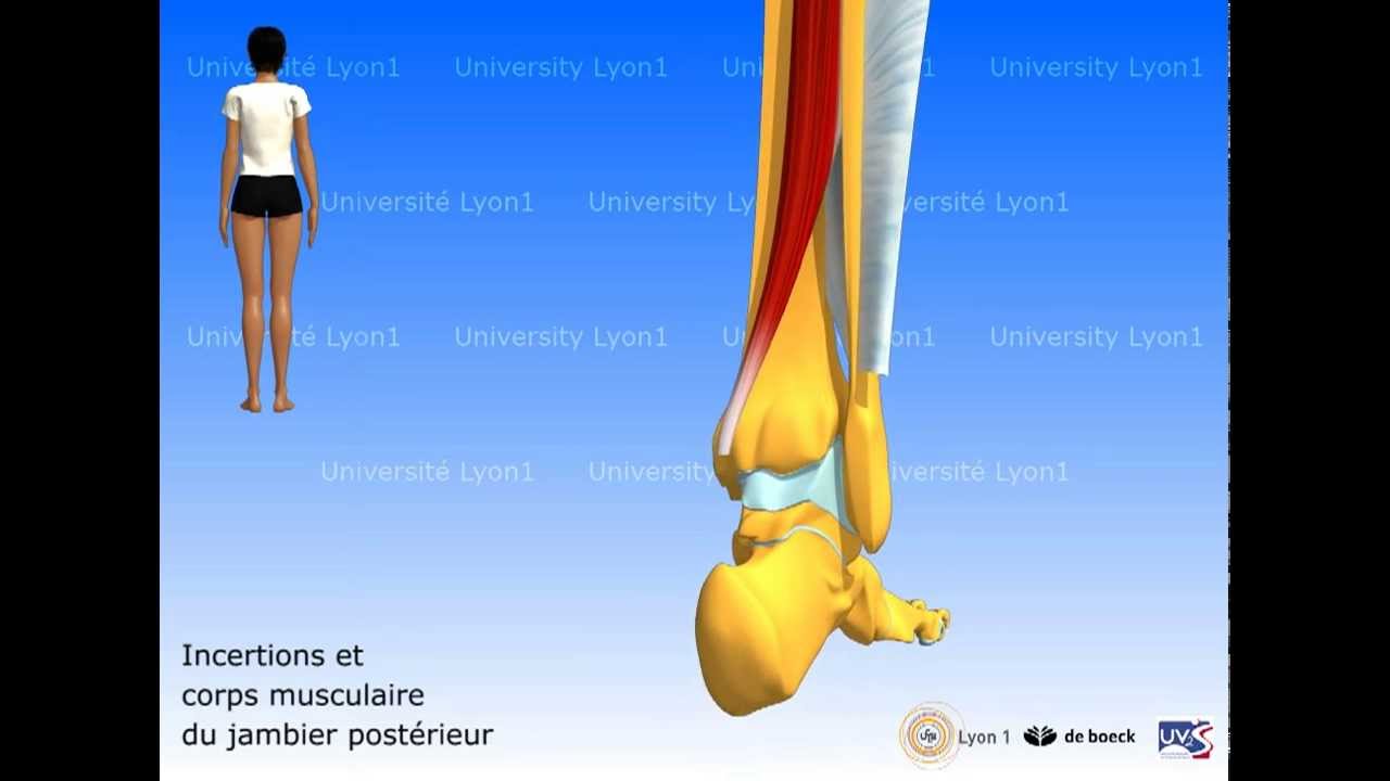 Les muscles de la jambe : loge post - plan profond