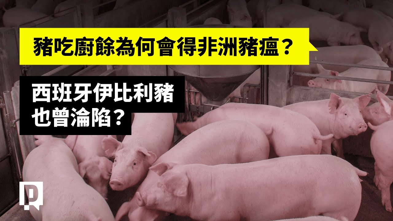 豬吃廚餘為何會得非洲豬瘟？西班牙伊比利豬也曾淪陷？｜公視P# 新聞實驗室