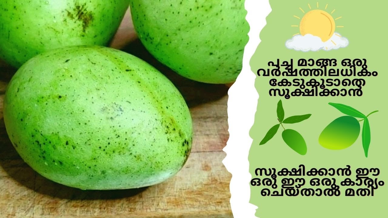 #greenmango |How to Keep Raw Mango Fresh For a Long Time| #StoreandPreserveRawMangoes | @TastyCurry