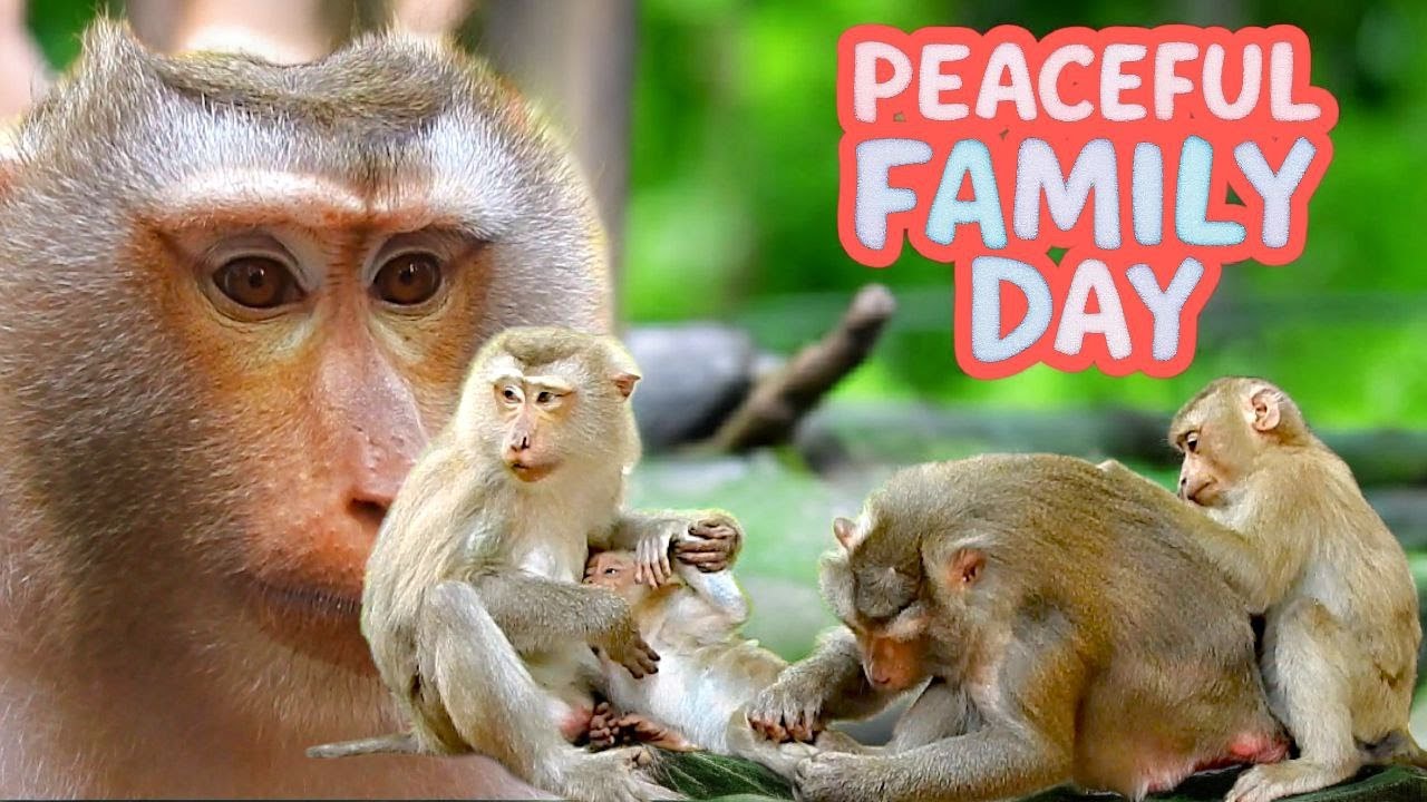 Beautiful Big Monkey Family Bonding | LIBBY, JOYCE, RAINBOW & Friends Share Comfort Moments