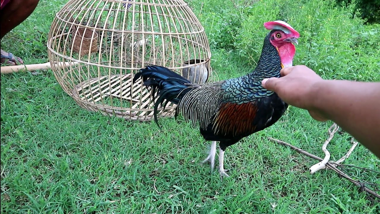Jinak dan rajin Kokok bisa di lepas seperti ayam kampung