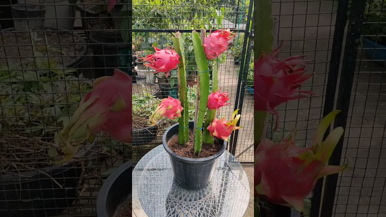 Grow Dragon Fruit From Seed  #dragonseeds #dragonfruit #dragonfruitplantation #urbangardening
