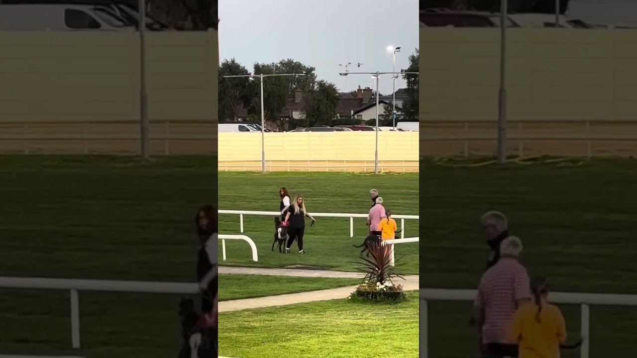 Greyhoundrace Shelbourne park in Dublin