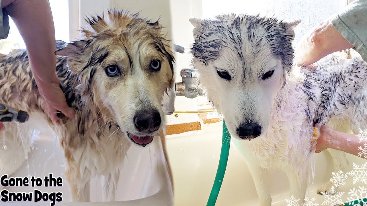 Doggy Day Spa | Husky gets a Bath | Bath Time Challenge