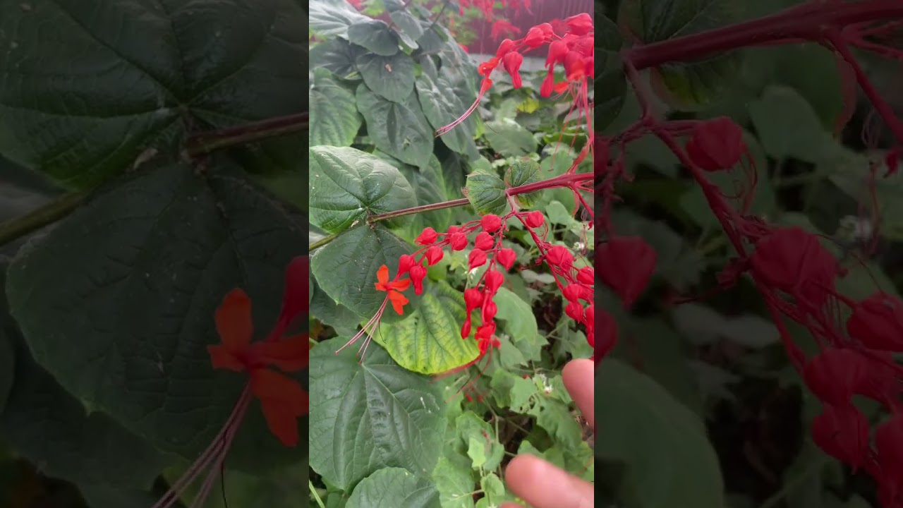 C&acirc;y thuốc X&iacute;ch Đ&ocirc;ng Nam hay c&ograve;n gọi Bấn đỏ. C&acirc;y m&ograve; đỏ #c&acirc;ythuốcqu&yacute; #farming #covenduongvlogs