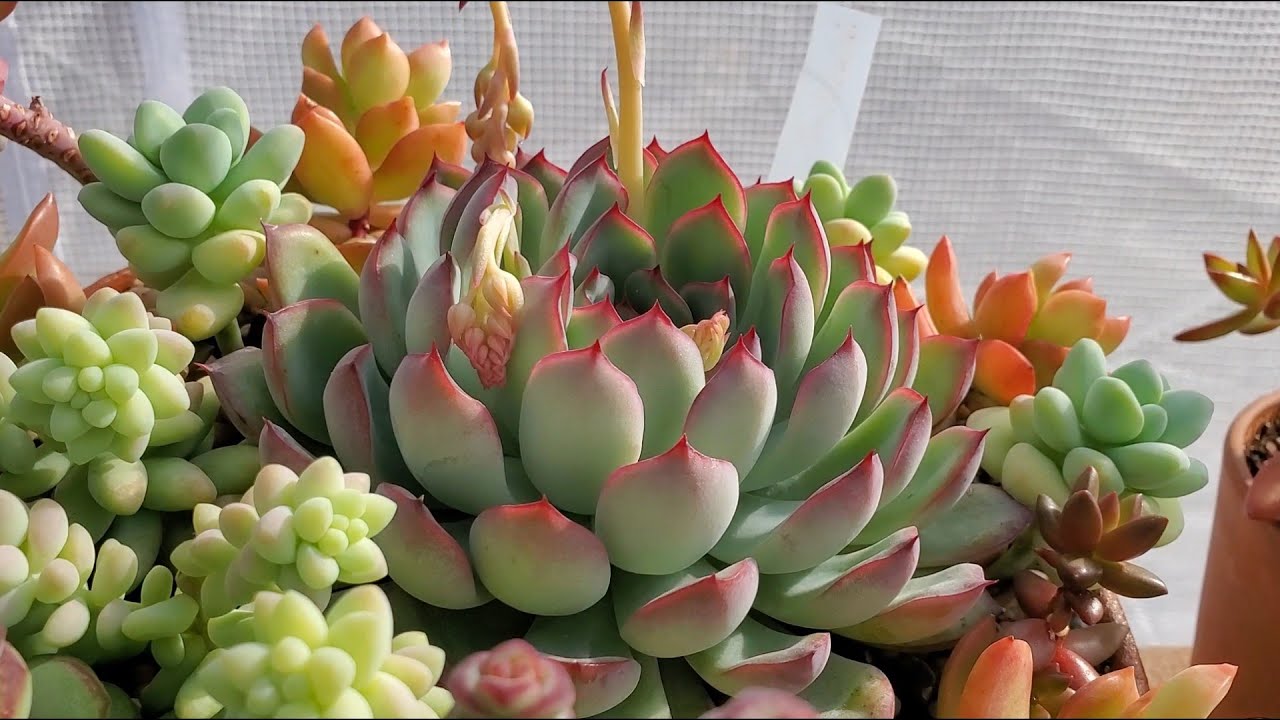 Echeveria Pulidonis | CUIDADOS BÁSICOS | Cómo cuidar la ECHEVERIA PULIDONIS 🪴 lo que necesitas saber