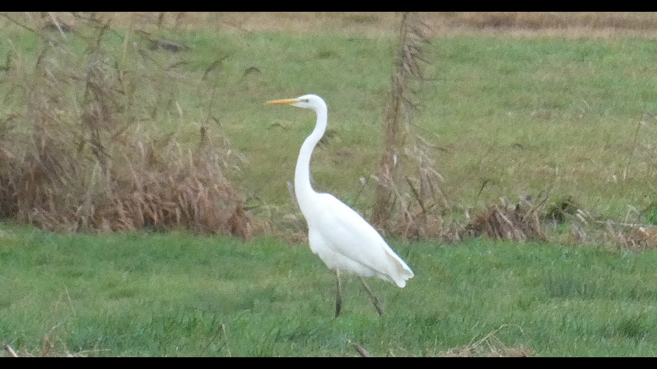 Silberreiher stakst &uuml;ber die Wiese wei&szlig;er Reiher Graureiher Vogel V&ouml;gel Ardea alba wei&szlig;