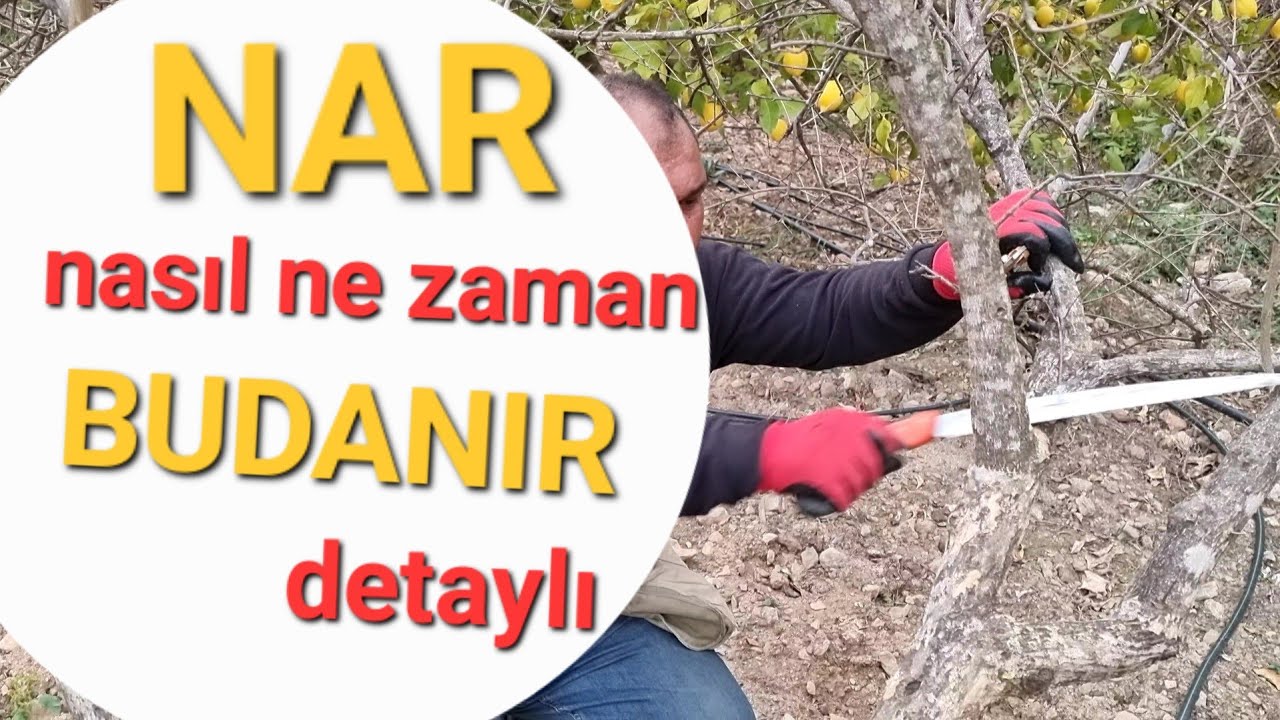 nar ne zaman budanır. nar nasıl budanır. nar. #tropikaltopraktv