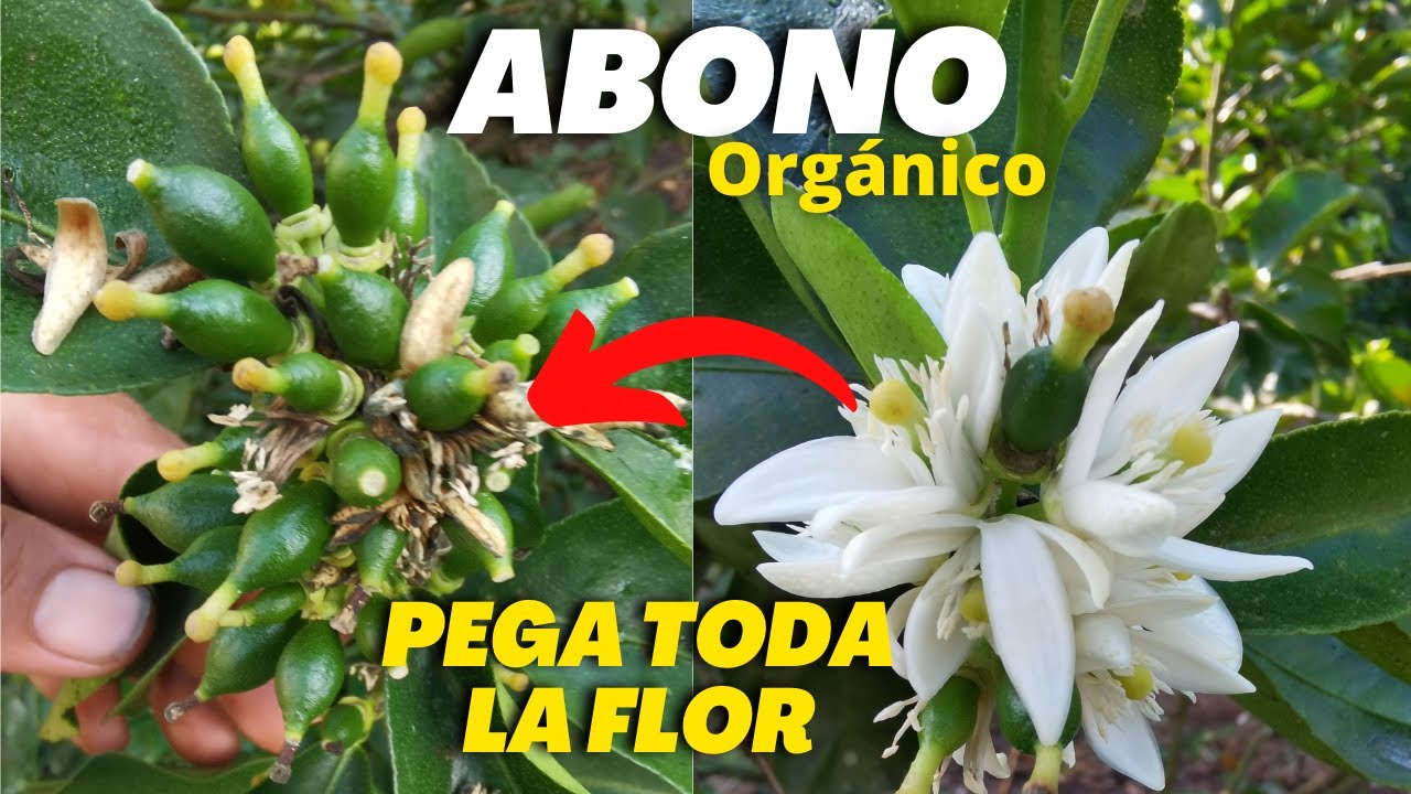 2 Litros a tus plantas y cuajara toda la flor - Pega toda la flor de tus cítricos