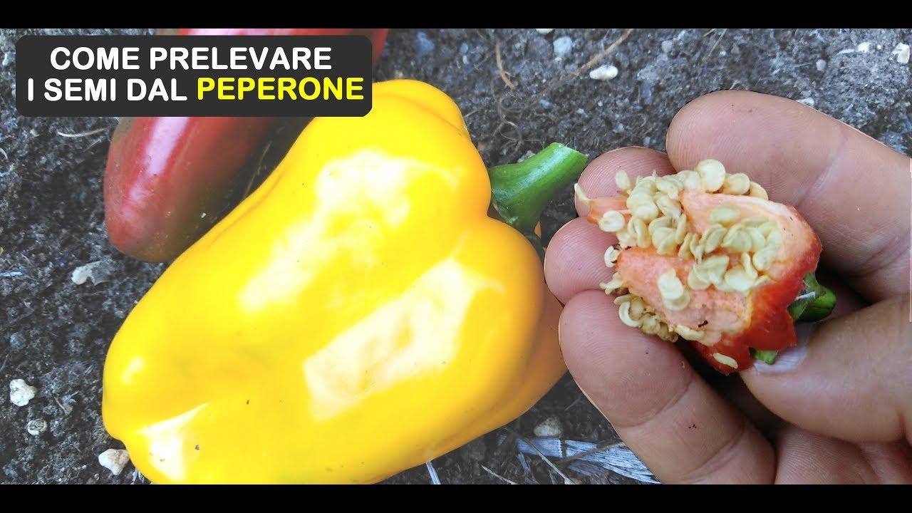 COME PRELEVARE I SEMI DEL PEPERONE ( काली मिर्च के बीज )