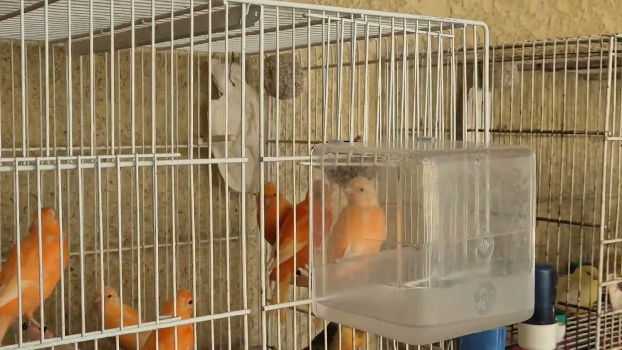 Vidéo n °27 2025 - élevage amateur de canaris rouges, satinés jaunes ou  blancs Chris Montpellier 