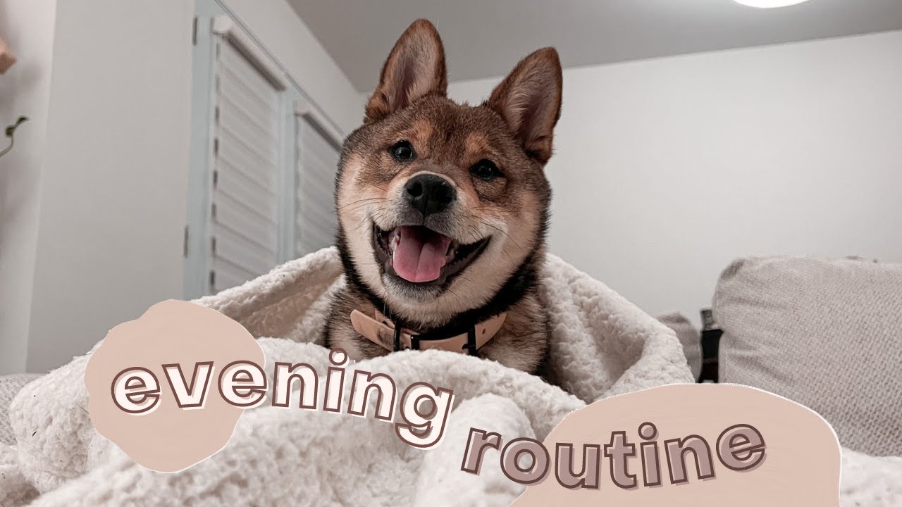 puppy EVENING ROUTINE |&nbsp;5 months SHIBA INU