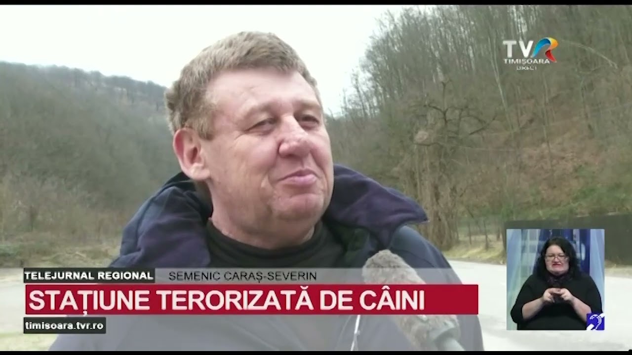 Stațiunea Semenic este terorizată de haite de câini #StiriRegionale @TVRTM