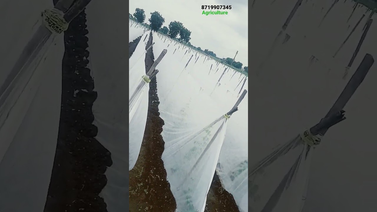 CROP COVER vegetable #agriculturetechnology #
