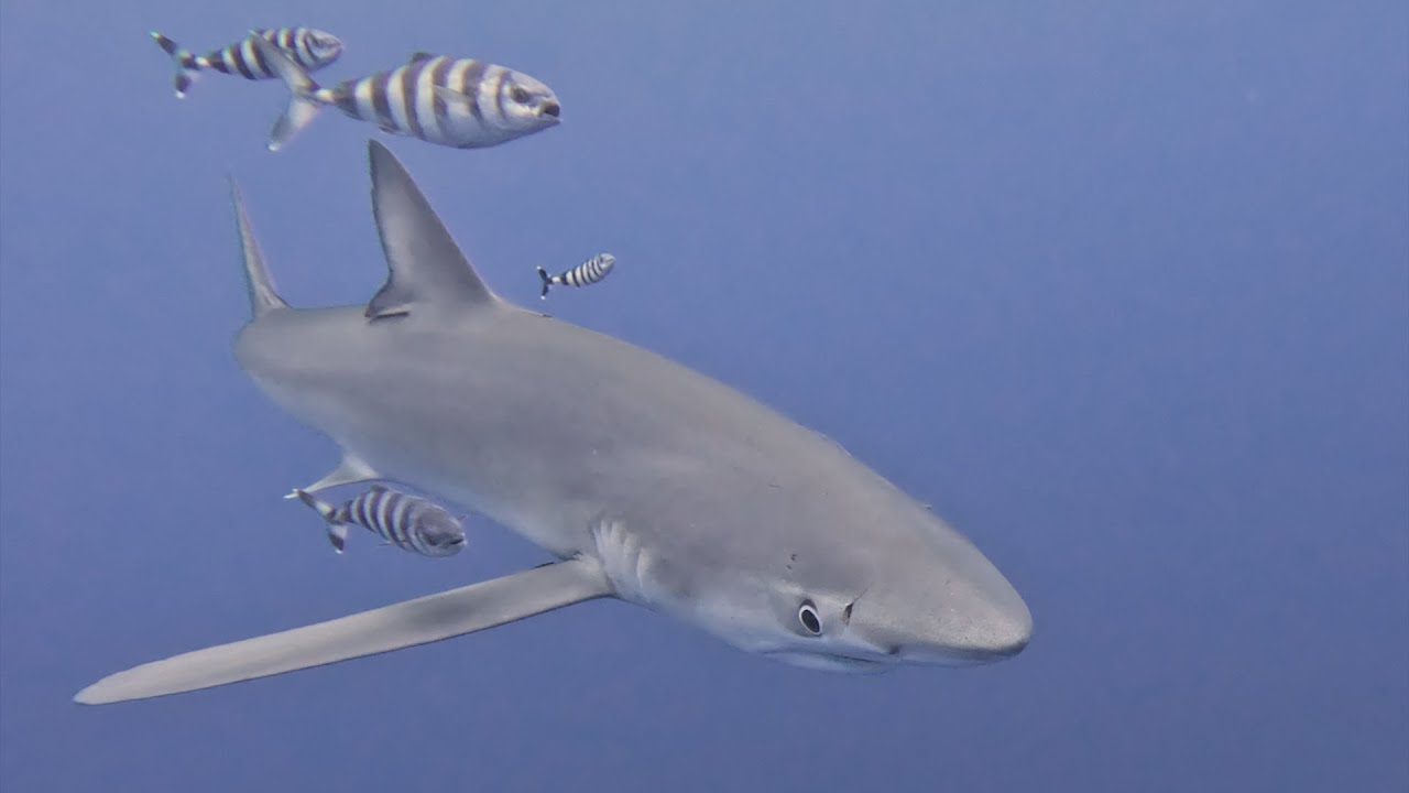 Diving Azores, August 2025